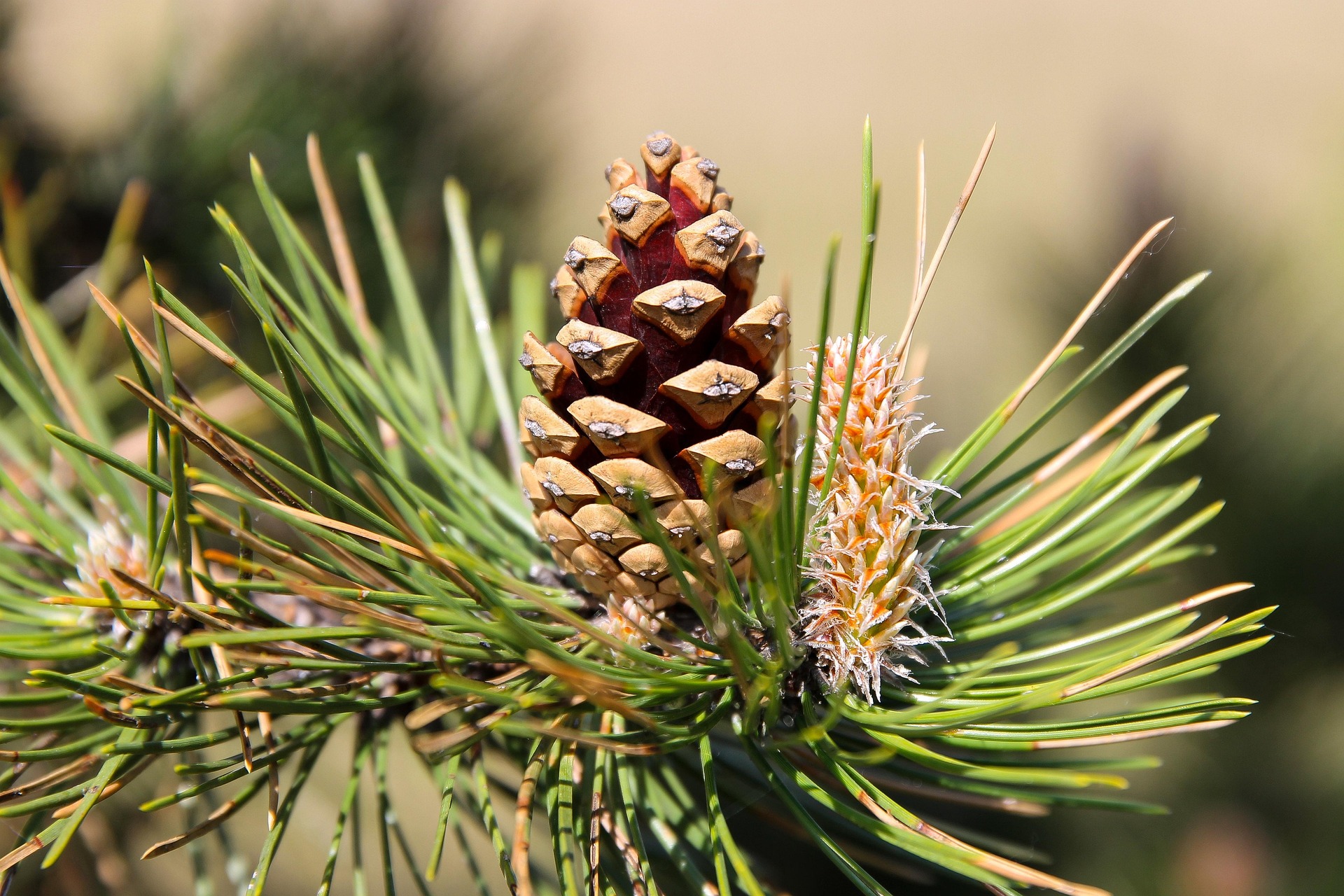 Pine tree detail