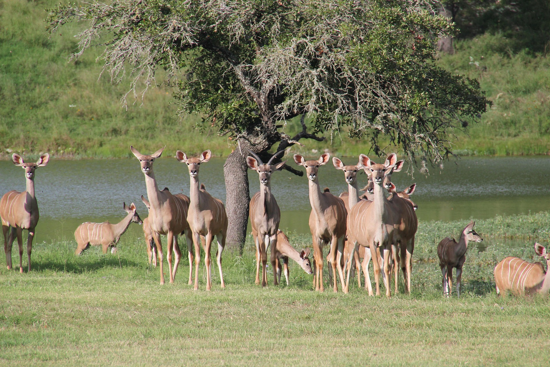 Wildlife in the Texas countryside