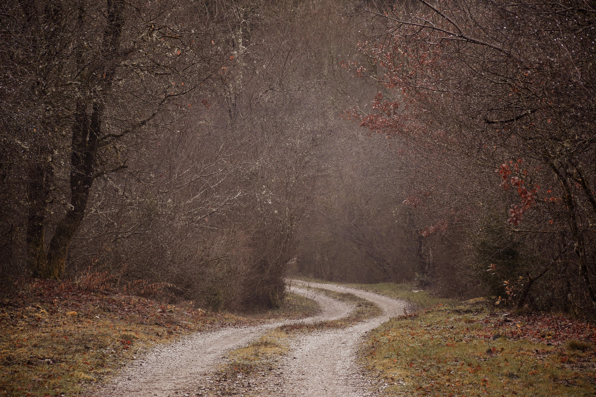 Foggy winding country road