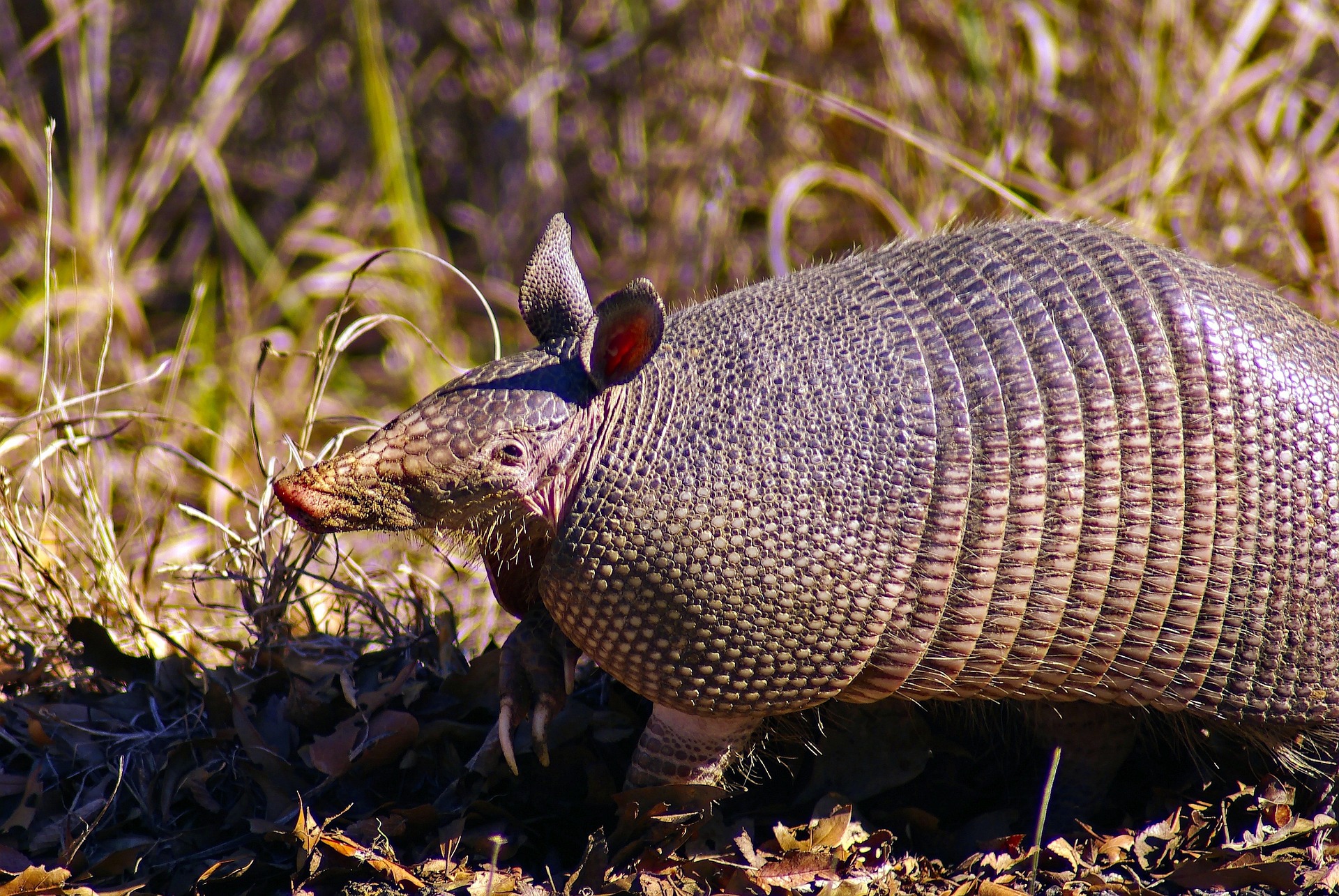 Texas armadillo